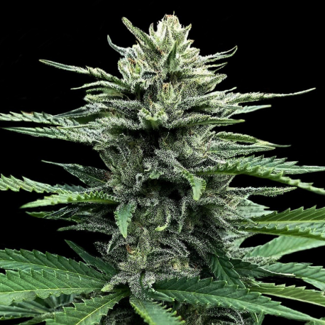 Auto Strawberry Banana | Feminised, Auto, Indoor & Outdoor