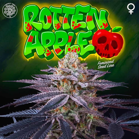 Rotten Apple | Feminised, Indoor & Outdoor