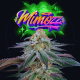 Mimozz | Feminised, Indoor & Outdoor