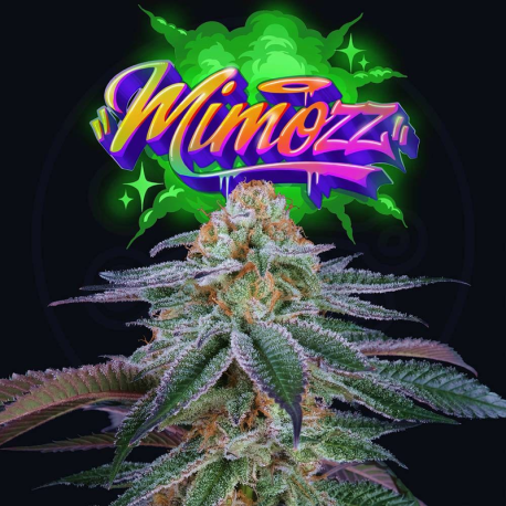 Mimozz | Feminised, Indoor & Outdoor