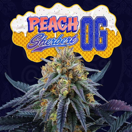 Peach Sherbert OG | Feminised, Indoor & Outdoor