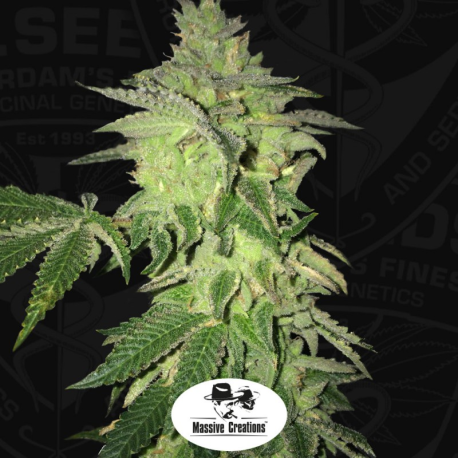 Shiloh Z - Skittlez S1 X Pure Afghani | Feminised, Indoor & Outdoor
