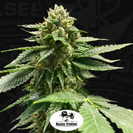 Melon Vader | Feminised, Indoor & Outdoor