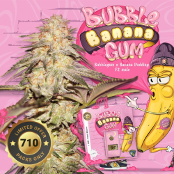 BubbleBananaGum 710 Special Pack | Feminised, Indoor & Outdoor