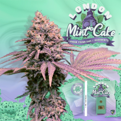 London Mint Cake | Feminised, Indoor & Outdoor