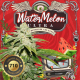 WaterMelon Ultra 710 special pack | Feminised, Indoor & Outdoor