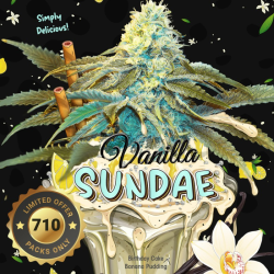 Vanilla Sundae 710 Special Pack | Feminised, Indoor & Outdoor