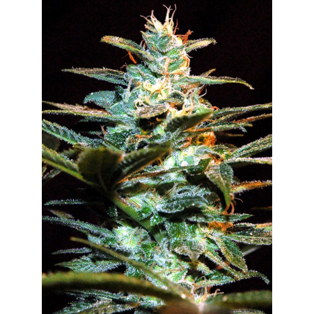NYC Diesel | Feminised, Indoor & Outdoor