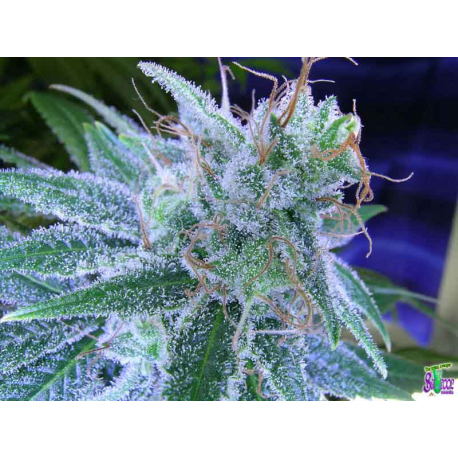 Jack the Ripper | Feminised, Indoor & Outdoor