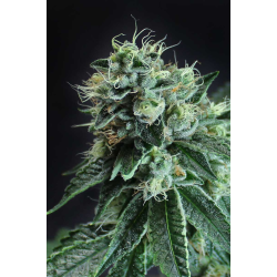 Jesus OG | Feminised, Indoor & Outdoor