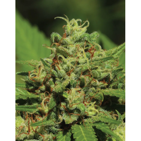 Emerald Fire OG | Feminised, Auto, Indoor & Outdoor