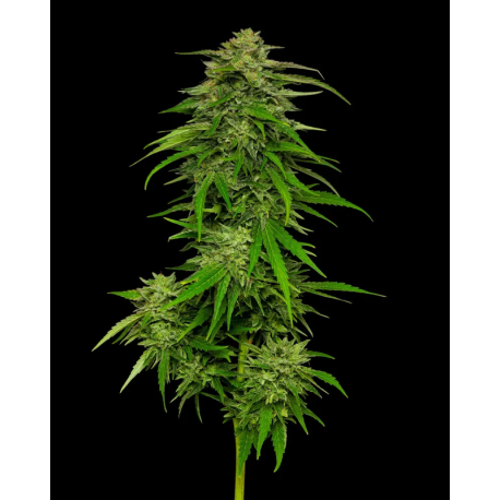 Mango Sherbert | Feminised, Auto, Indoor & Outdoor