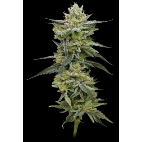 Hella Jelly | Feminised, Indoor & Outdoor