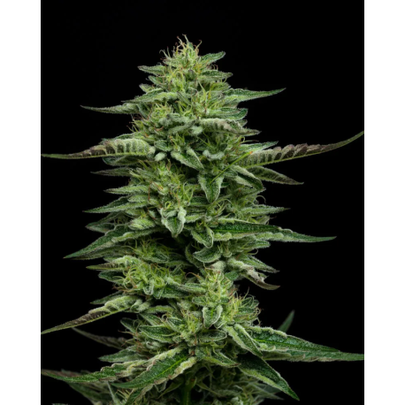 The Bling | Feminised, Indoor & Outdoor