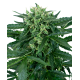 Sensi Amnesia Automatic | Feminised, Auto, Indoor & Outdoor