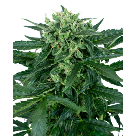 Sensi Amnesia Automatic | Feminised, Auto, Indoor & Outdoor
