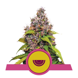 Watermelon | Feminised, Indoor & Outdoor