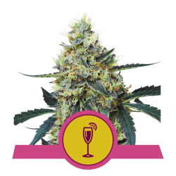 Mimosa | Feminised, Indoor & Outdoor