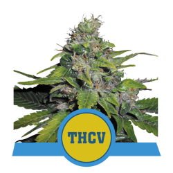 Royal THCV | Feminised, Indoor & Outdoor