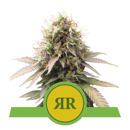 Royal Runtz Automatic | Feminised, Auto, Indoor & Outdoor