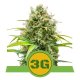 Triple G Automatic | Feminised, Auto, Indoor & Outdoor