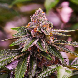 Girl Scout Cookies | Feminised, Indoor & Outdoor