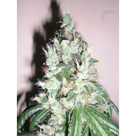 Jamaican OG | Feminised, Indoor & Outdoor
