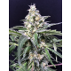 Amazon Haze Auto | Feminised, Auto, Indoor & Outdoor