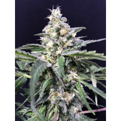 Amazon Haze Auto | Feminised, Auto, Indoor & Outdoor
