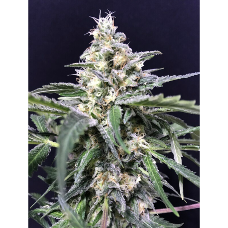 Amazon Haze Auto | Feminised, Auto, Indoor & Outdoor