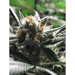 Critical Jack - Condor | Feminised, Auto, Indoor & Outdoor