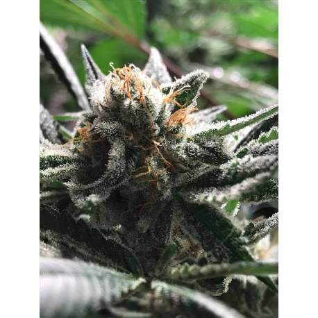 Critical Jack - Condor | Feminised, Auto, Indoor & Outdoor