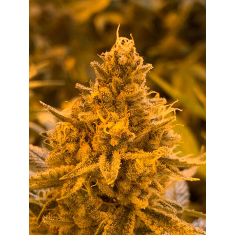 Hibiscus | Indoor & Outdoor