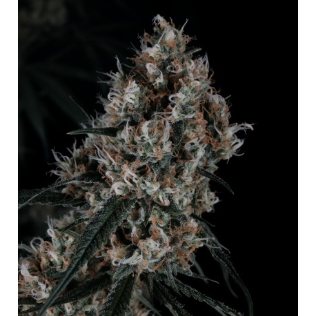 NLX Limited Edition | Feminised, Indoor & Outdoor