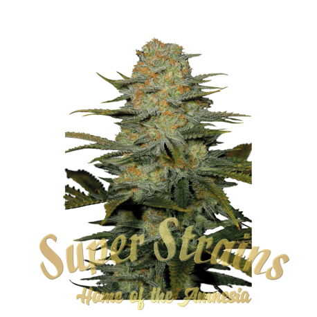 Amajikoym | Feminised, Indoor & Outdoor