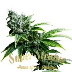 Eden CBD | Feminised, Indoor & Outdoor