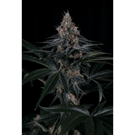 Dorothy | Indoor & Outdoor