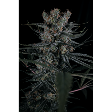 Courtesy x Dorothy | Indoor & Outdoor