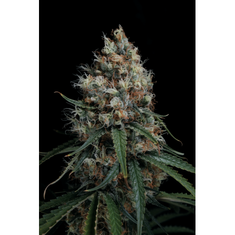 NLX x Courtesy | Indoor & Outdoor