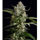 Seriosa Strain | Feminised, Indoor & Outdoor