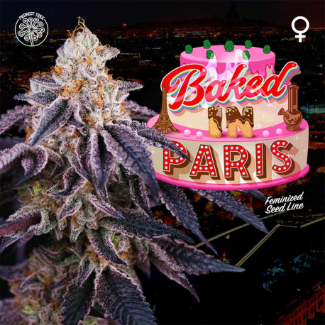 Baked in Paris | Feminised, Indoor & Outdoor
