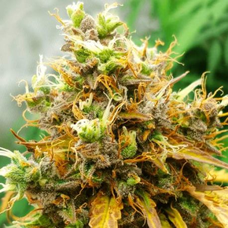 White Widow | Feminised, Auto, Indoor & Outdoor