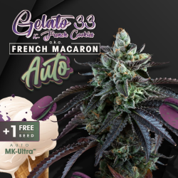 French Macaron Auto | Feminised, Auto, Indoor & Outdoor