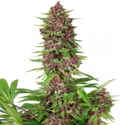 Buddha Purple Kush | Feminised, Indoor & Outdoor