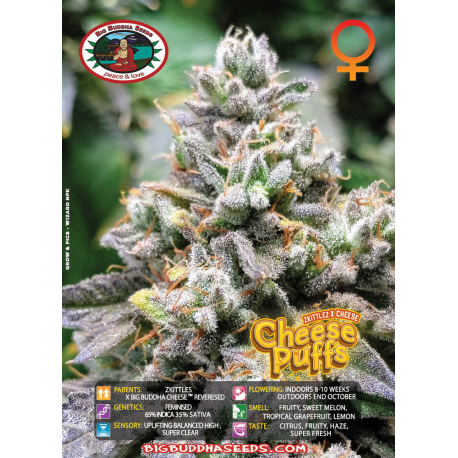 Cheese Puffs | Feminised, Indoor & Outdoor