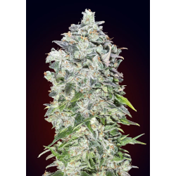 Auto 00 Kush | Feminised, Indoor & Outdoor