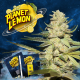 Planet Lemon | Feminised, Indoor & Outdoor