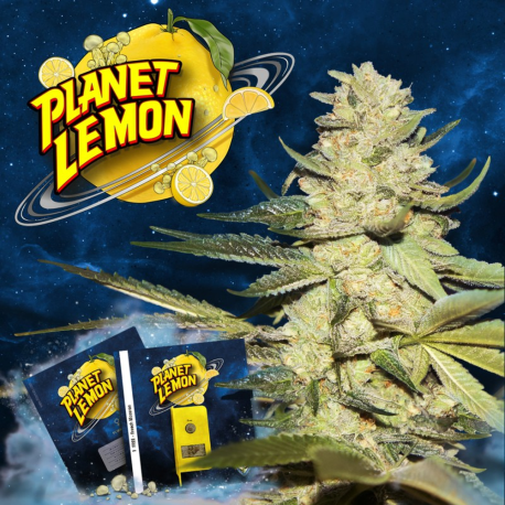 Planet Lemon | Feminised, Indoor & Outdoor