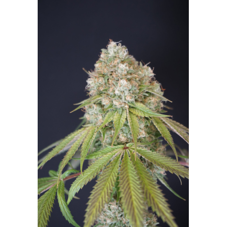 Melo Rado | Feminised, Indoor & Outdoor