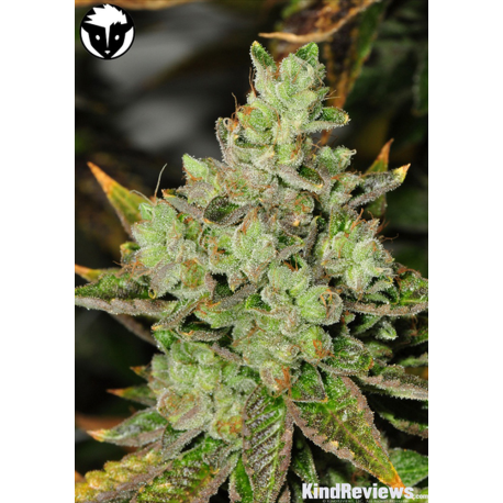 Venom OG | Indoor & Outdoor